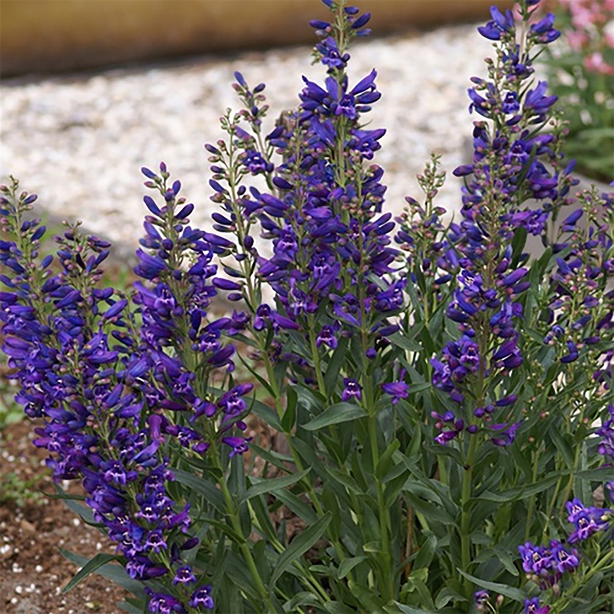 Beardtongue PPAF Penstemon Barbatus Pristine Blue From Swift Greenhouses