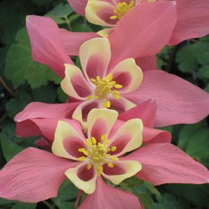 (Columbine) Aquilegia hybrida Spring Magic® Rose & Ivory from Swift Greenhouses