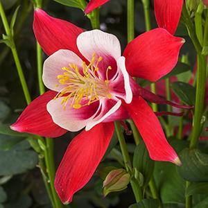 (Columbine) Aquilegia caerulea Kirigami™ Red & White from Swift Greenhouses