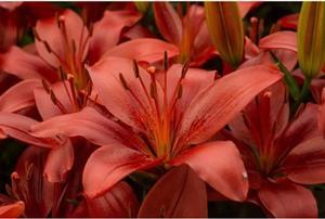  Lily, Dwarf Hardy Matrix Red from Swift Greenhouses