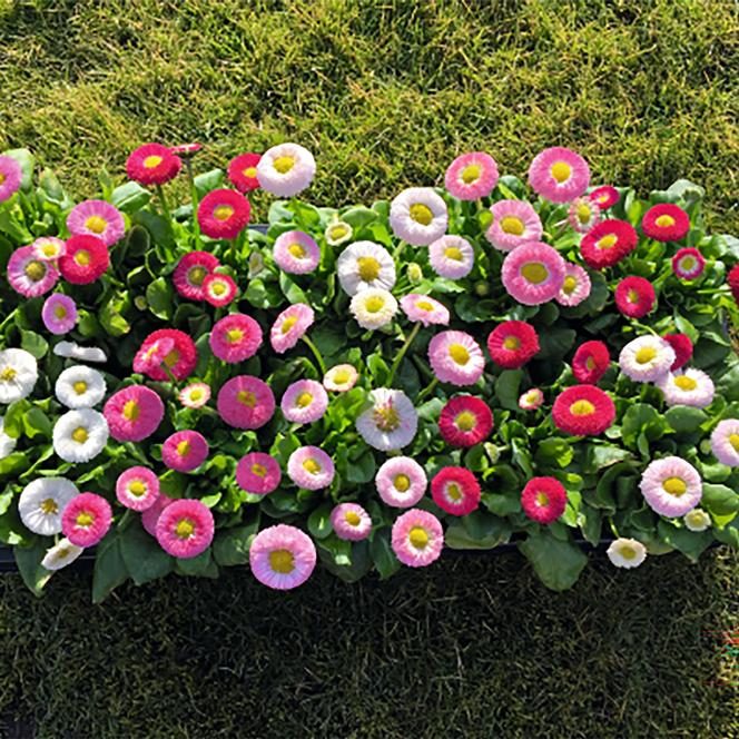 (English Daisy) Bellis perennis BellaDaisy Mix from Swift Greenhouses