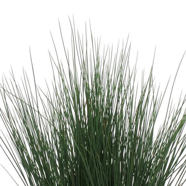 Juncus tenuis Grass Perennial Blue Dart from Swift Greenhouses