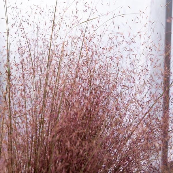 Muhlenbergia reverchonii Grass Perennial Rosy (Rose Muhly) from Swift Greenhouses