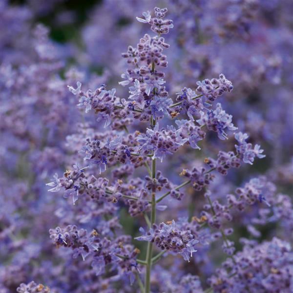 (Russian Sage) Perovskia atriplicifolia Bluesette from Swift Greenhouses