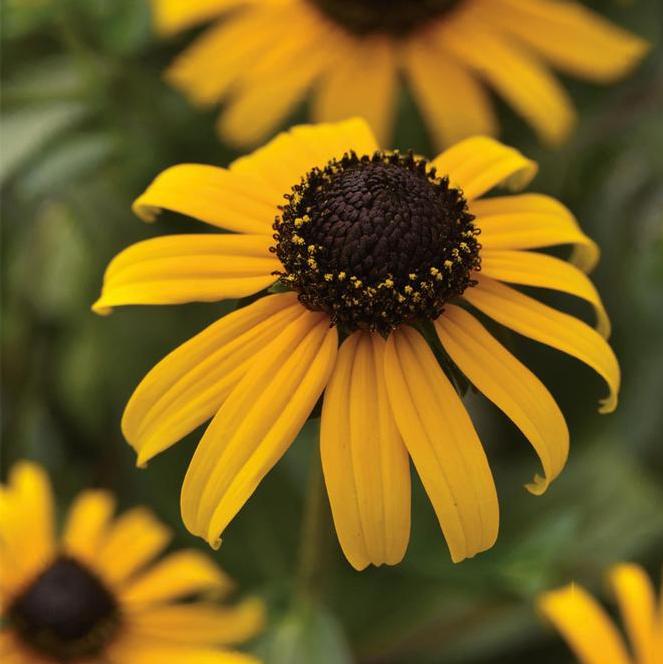 (Black Eyed Susan) Rudbeckia fulgida var. sullivantii Goldblitz from Swift Greenhouses