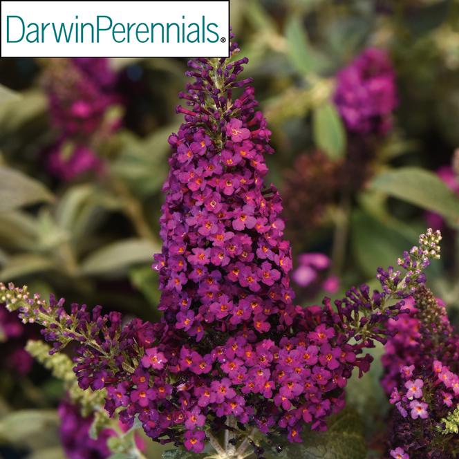 (Butterfly Bush) PP # 33,845 Buddleia hybrid Chrysalis™ Cranberry from Swift Greenhouses