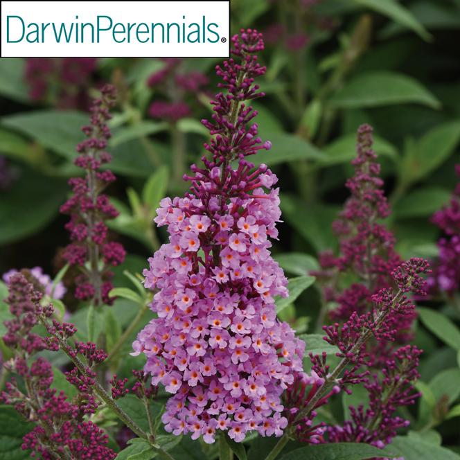 (Butterfly Bush) PP # 33,843 Buddleia hybrid Chrysalis™ Pink from Swift Greenhouses