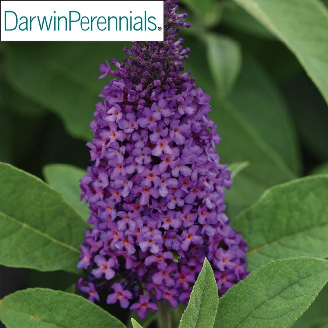 (Butterfly Bush) PP # 33,847 Buddleia hybrid Chrysalis™ Purple from Swift Greenhouses