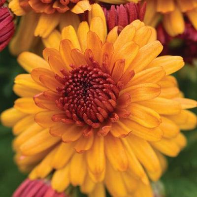 (Garden Mum) PP # 19,168 Chrysanthemum dendranthema Igloo Warm from Swift Greenhouses