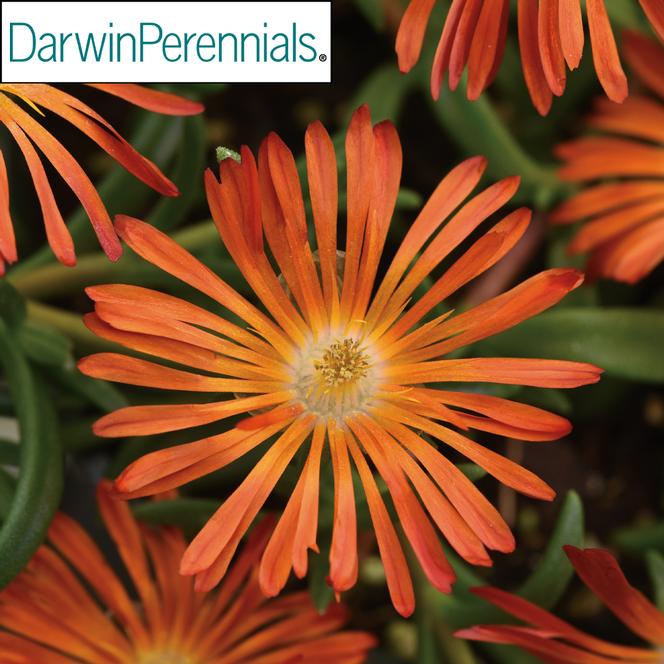 (Ice Plant) PP # 34,943 Delosperma Ocean Sunset Orange Vibe from Swift Greenhouses
