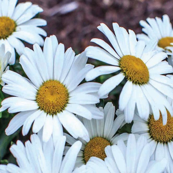 (Shasta Daisy) PPAF Leucanthemum superbum Betsy™ from Swift Greenhouses