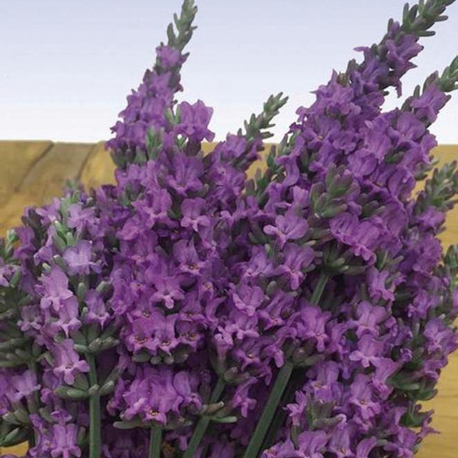 (English Lavender) PP # 31,786 Lavandula x intermedia Sensational!® from Swift Greenhouses