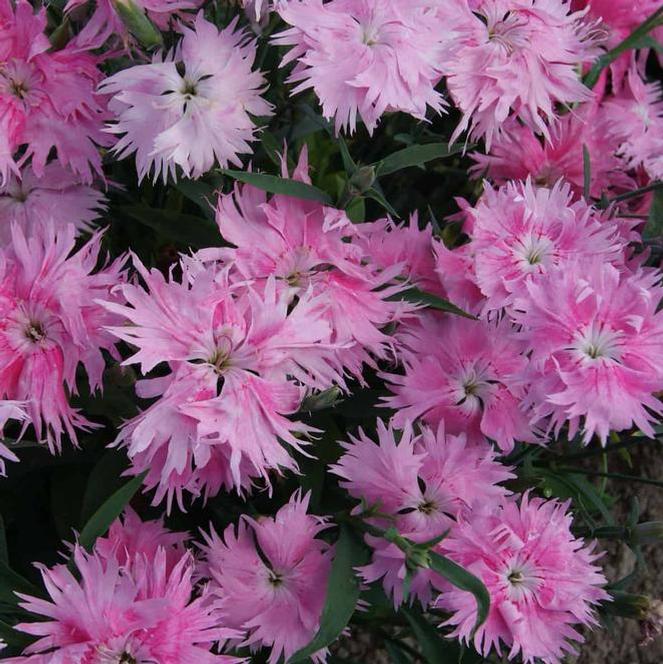 (Hybrid Pinks) Dianthus interspecific Supra™ Pink from Swift Greenhouses