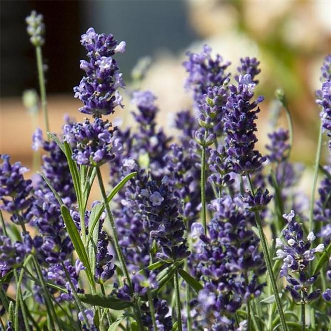 (English Lavender) Lavandula angustifolia Chill-Out from Swift Greenhouses