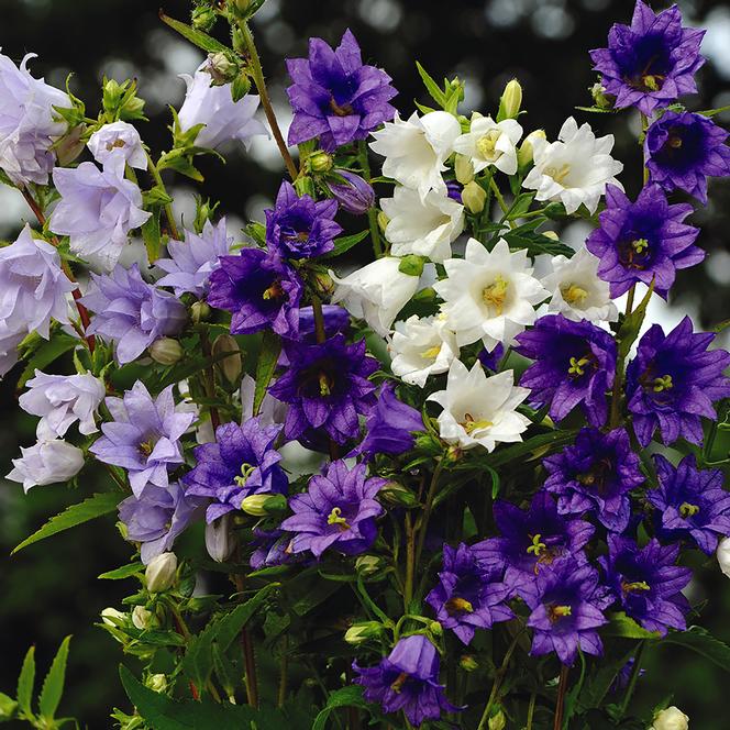 (Nettle-leaved Bellflower) Campanula trachelium fl. pl. Flore Pleno Mix from Swift Greenhouses