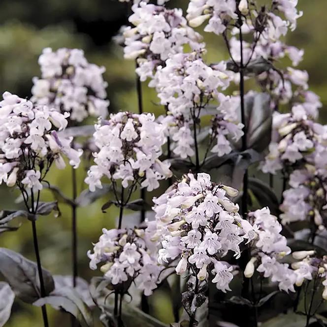 (Beardtongue) Penstemon digitalis Mystica from Swift Greenhouses