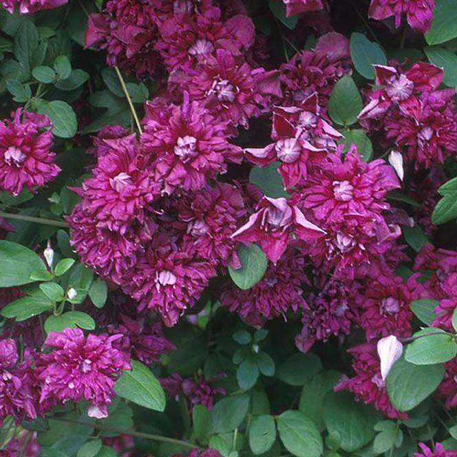  Clematis viticella Purpurea Plena Elegans from Swift Greenhouses