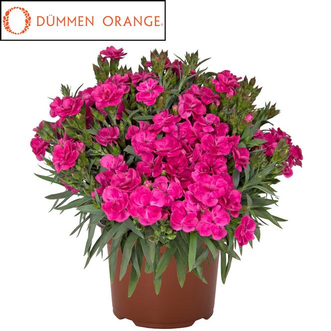 (Hybrid Pinks) PPAF Dianthus hybrida Pemán Fancy Cerise from Swift Greenhouses