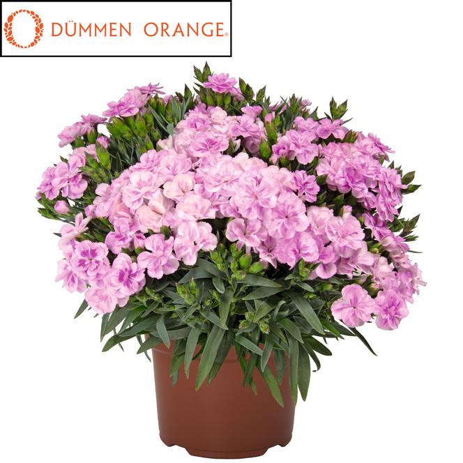 (Hybrid Pinks) PPAF Dianthus hybrida Pemán Fancy Lilac from Swift Greenhouses