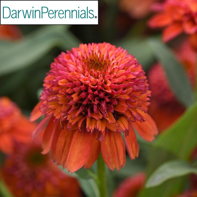 (Coneflower) PPAF Echinacea hybrid Double Scoop™ Orangeberry Deluxe from Swift Greenhouses