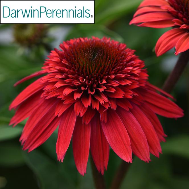 (Coneflower) PP # 35,760 Echinacea hybrid Double Scoop™ Strawberry Deluxe from Swift Greenhouses