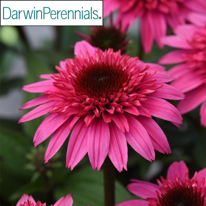 (Coneflower) PP # 35,743 Echinacea hybrid Double Scoop™ Watermelon Deluxe from Swift Greenhouses