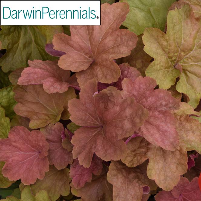 (Coral Bells) PP # 34,039 Heuchera hybrida Big Top™ Caramel Apple from Swift Greenhouses