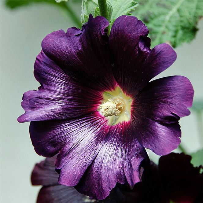 (Hollyhock) Alcea rosea Spotlight™ Purple Rain from Swift Greenhouses