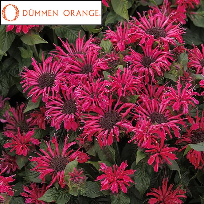 (Bee Balm) PPAF Monarda didyma Pocahontas Red Rose from Swift Greenhouses