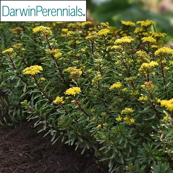 (Stonecrop) PP # 35,077 Sedum middendorffianum Yellow Diamonds from Swift Greenhouses