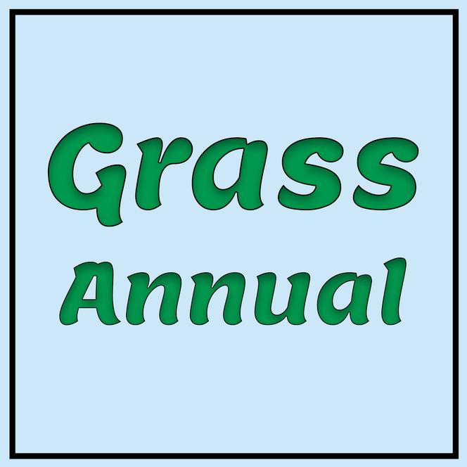  Grass Annual from Swift Greenhouses