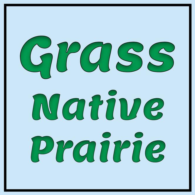  Grass Native Prairie from Swift Greenhouses