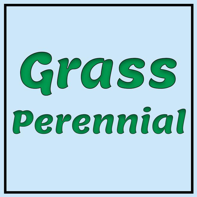  Grass Perennial from Swift Greenhouses