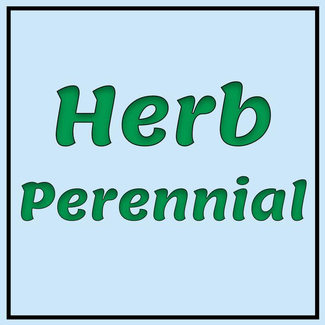  Herb Perennial from Swift Greenhouses