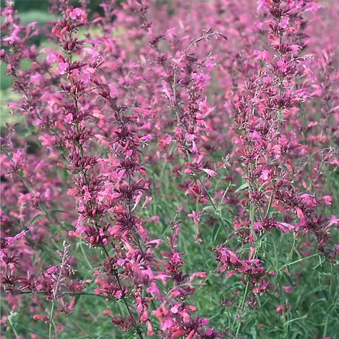 (Hyssop) Agastache cana Zuni from Swift Greenhouses