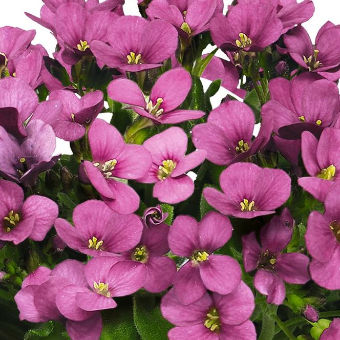 (Rock Cress) Arabis caucasica Catwalk Pink from Swift Greenhouses