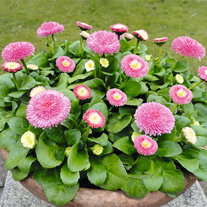 (English Daisy) Bellis perennis BellaDaisy Pink from Swift Greenhouses