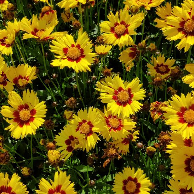 (Tickseed) Coreopsis grandiflora MakeUp from Swift Greenhouses