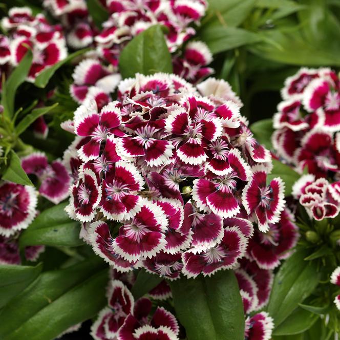 (Sweet William) Dianthus barbatus Dart™ Red White Picotee from Swift Greenhouses