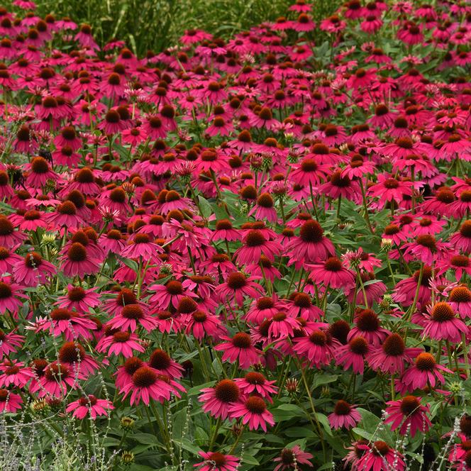 (Coneflower) Echinacea hybrid Artisan™ Brilliant Rose from Swift Greenhouses