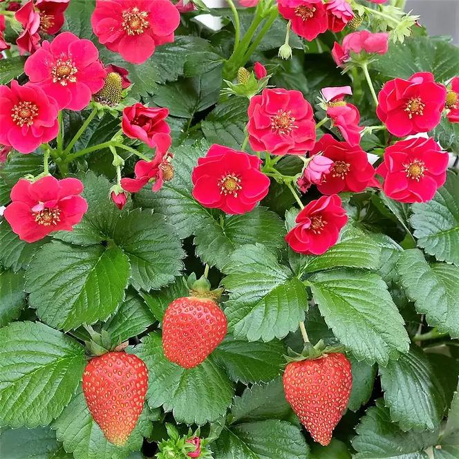 (Everbearing Strawberry) Fragaria x ananassa Summer Breeze Rose from Swift Greenhouses