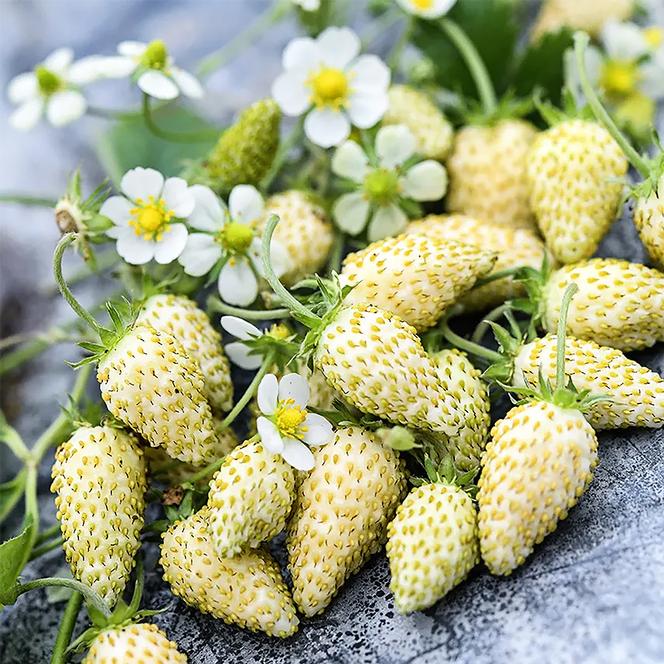 (Alpine Strawberry) Fragaria vesca White Soul from Swift Greenhouses