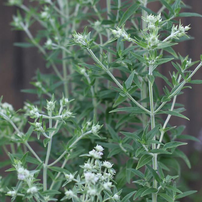  Pycnanthemum pilosum Mountain Mint from Swift Greenhouses