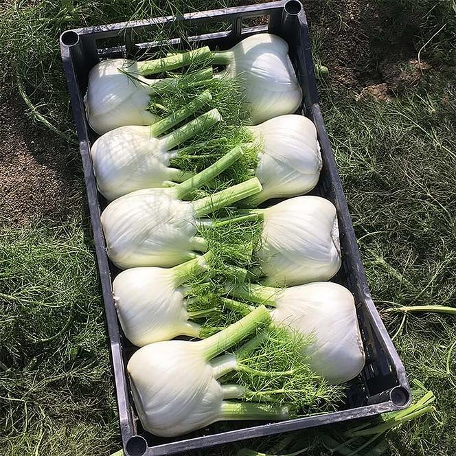 Foeniculum Herb Annual - Fennel Dragon from Swift Greenhouses