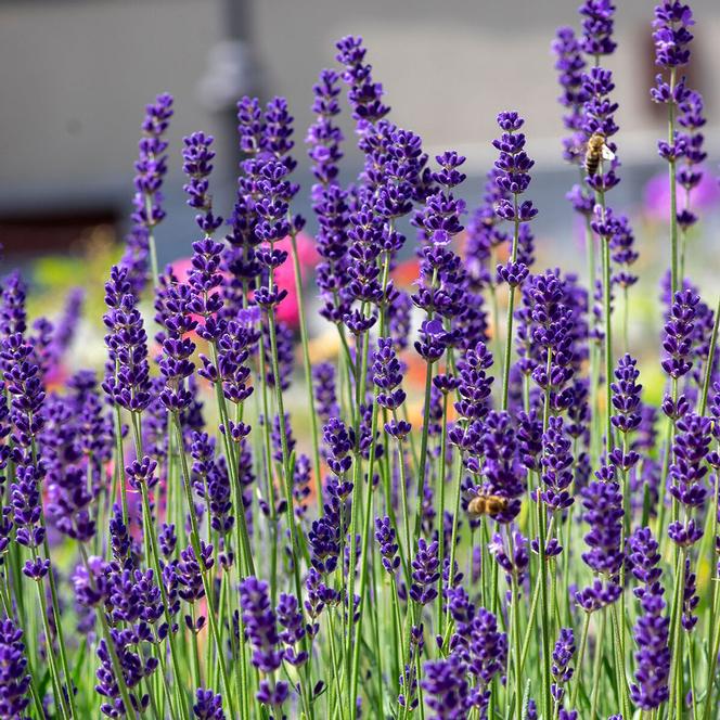 (English Lavender) Lavandula angustifolia Cleo Patio Blue from Swift Greenhouses