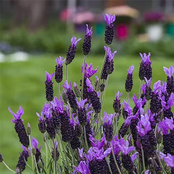 (Spanish Lavender) Lavandula stoechas Violeta Purple XL from Swift Greenhouses