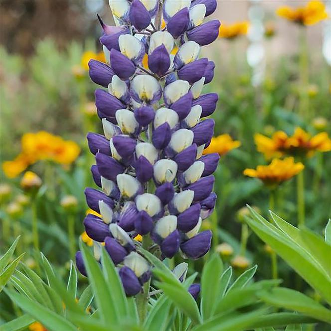 (Lupine) Lupinus polyphyllus Gallery Blue Yellow Bicolor from Swift Greenhouses