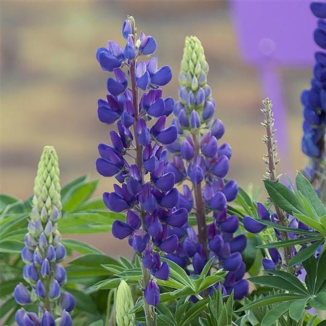 (Lupine) Lupinus polyphyllus Gallery Pure Blue from Swift Greenhouses