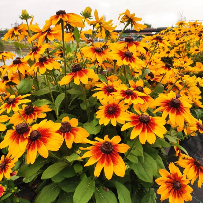 (Black Eyed Susan) Rudbeckia hirta Sunspot Yellow Bicolor from Swift Greenhouses