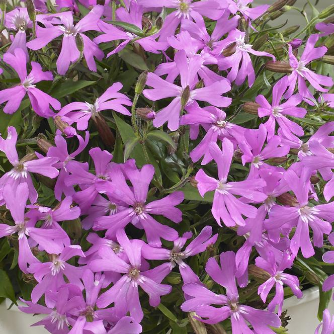 (Campion) Silene keiskei Silky Pink from Swift Greenhouses